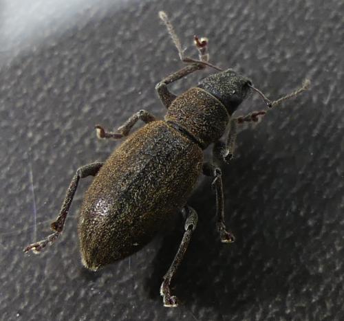 Brachyderes pubescens